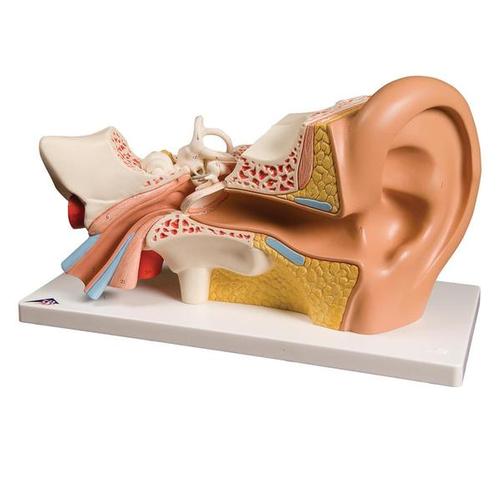 Oído, 3 veces su tamaño natural, 4 piezas con representación de oído externo, medio e interno.                                                                                                                                                            